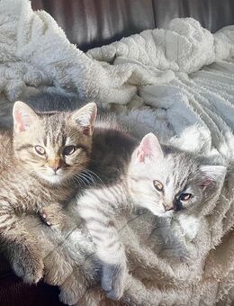 BKH Britisch Kurzhaar Kitten - Herne