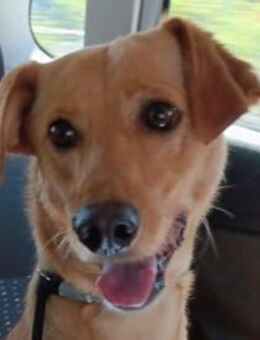 COOPER sucht sein Glück - Sulzfeld (Baden-Württemberg)