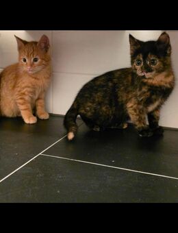 Katzen Katze Kitten Katzenbabys Jungtier EKH 12 Wochen - Fredersdorf-Vogelsdorf