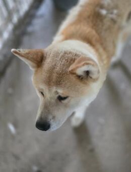 Yna - wunderschönes Akitamädchen - Dreikirchen