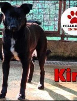 Mischlings-Hündin Kira sucht Zuhause - Margetshöchheim