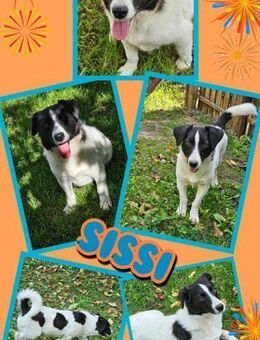 Hündin Sissi bald auf PS in 91247 - Nürnberg