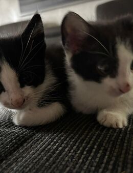 Katzen Kitten - Teutschenthal