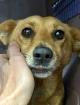 RHIANNA braucht Hilfe um zu überleben - Hof