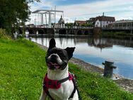 Französische Bulldogge mit Ahnentafel - Leipzig Nord