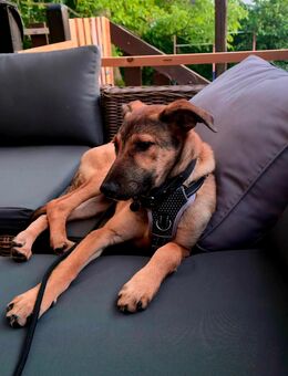 Ich suche erfahrenen Hundehalter mit viel Zeit - Menden (Sauerland)