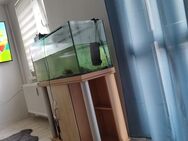 Aquarium 240 Liter mit Unterschrank - Schwedt (Oder)