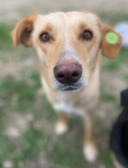 Lustige Grace - Berlin