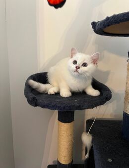 Bkh(Kater) Abgabebereit - Gladbeck