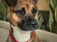 Fauna sucht eine sportliche Familie - Laatzen