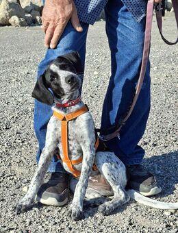 Candy wünscht sich eine Familie - Voerde (Niederrhein) Zentrum