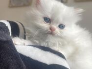 Wunderschöne Perser Katzen abzugeben - Düsseldorf