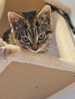 Kitten suchen ihr Zuhause - Bocholt
