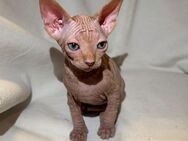 Reinrassige Sphynx Kitten - Brühl (Nordrhein-Westfalen)