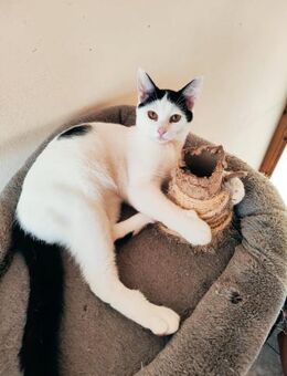 Nemo aus dem Tierschutz - Grevenbroich