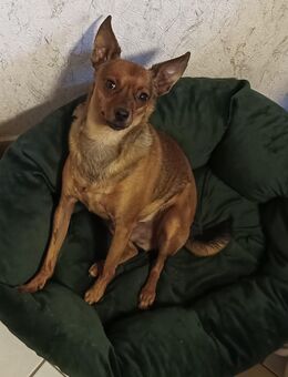 Zwergpinscher Rüde, freundlich,4 Jahre , kastriert, sucht liebevolles Heim - Wingst
