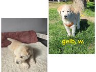 Leonberger-Malamute Mix Welpen - Paderborn