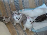 BKH Mix Kitten - Braunschweig