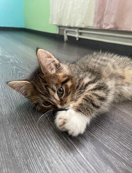 Katzenbaby’s suchen neues Zuhause - Hechthausen