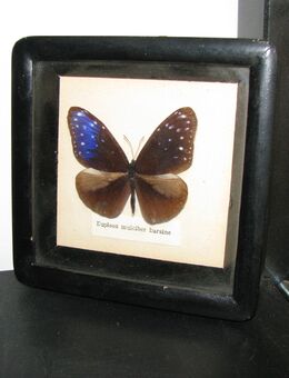 Schmetterlingskasten Dekoration Bild Schmetterling im Rahmen - Hamburg