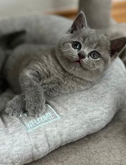 Britisch Kurzhaar, BKH Kitten - Zossen
