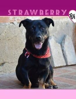 🍓STRAWBERRY - WO FINDE ICH MEIN GLÜCK? - Alfeld (Leine)