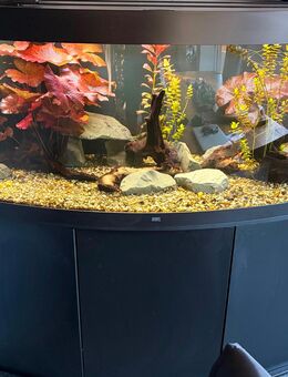 Komplettes Aquarium 450 l mit umfangreichem Zubehör - Roetgen (Tor zur Eifel)