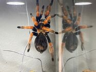 Brachypelma boehmei 0.1 von privat gern mit Terrarium - Böbrach