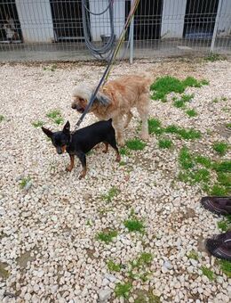 Herzchen im Doppelpack suchen Körbchen - Norderstedt