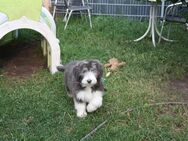Welpen Bearded Collie wir sind Bereit für die Welt - Nöda
