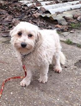 Wer verliebt sich in die liebe Fee? - Dortmund