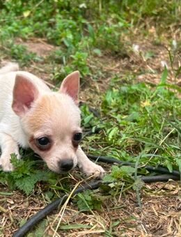 Pomchi (Chihuahua,Zwergspitz) Welpen - Namborn