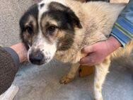 Wimo, 2 Jahre, sucht Herzensmensch - Schwalmtal (Nordrhein-Westfalen)