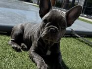 Französische bulldogge Welpen Abholberiet reinrassig