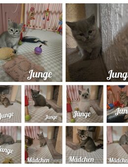 BKH Kitten - Oberndorf (Neckar)