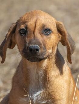 Spencer, ein aufgeweckter Racker - Brunstorf