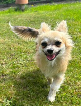Chihuahua Deckrüde - Bremen