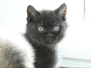 BKH-Kater, Kitten, Britisch Kurzhaar - Niederfischbach