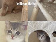 Britisch Kurz Haar Katzen abzugeben - Berlin Spandau