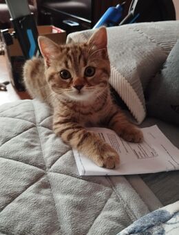 Bkh kitten reinrassige abholbereit - Siegen (Universitätsstadt)