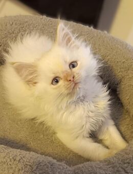 Süße Maine-Coon - Ragdoll Mix Katzenbabys, Babykatzen, Kitten, Katzen Perserkatze, cats - Berlin Steglitz-Zehlendorf