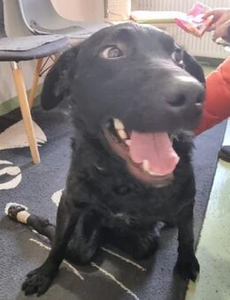 Floyd 💗 liebenswerter, tapferer Kämpfer - Hamburg