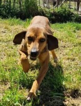 THALIA - ruhige, ausgeglichene Hundedame - Aerzen