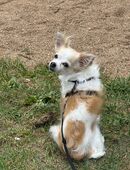 Chihuahua Dias sucht liebevolles und erfahrenes Zuhause in 22159