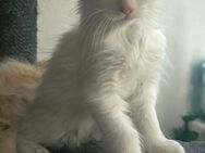 Main-Coon kitten Weiblich - Gutenzell-Hürbel
