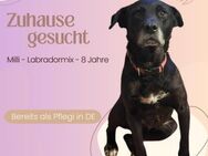 Milli sucht ein liebevolles Zuhause - Lippetal