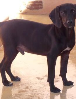 Dobby 2 -als Welpe ausgesetzt- - Oldenburg