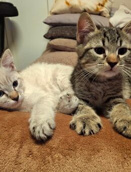 Wunderschöne Kitten suchen liebevolles Zuhause - Wiesbaden