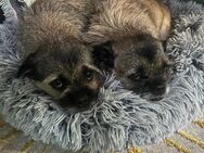 Luna und Mia suchen ein neues zu Hause - Halle (Saale)