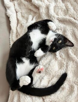 4 Monate alter Kater abzugeben - Grefrath (Sport- und Freizeitgemeinde)